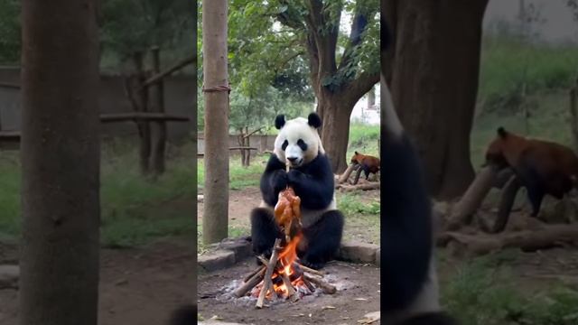 НОРМАЛЬНЫЙ ПАНДА СТОЛ ОРГАНИЗОВАЛ