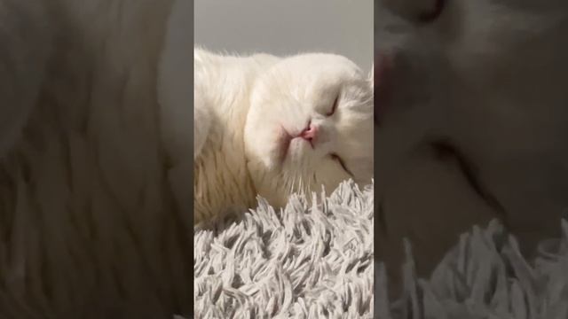 сладкий сон котика 😴 #милота #котики