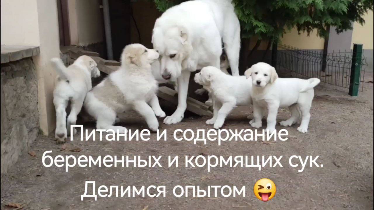 Питание и содержание беременных и кормящих сук САО. Делимся опытом.