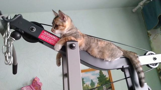 КОТОfitness#cat#котики#животные#