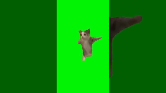 ши ши шнапи