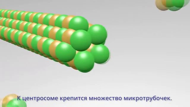 Динамическая нестабильность микротрубочек (рус. субтитры)