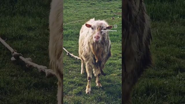 С настоящими крымскими козлами встречались?