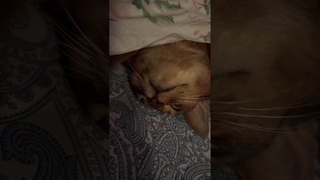 СНИТСЯ ЧТО-ТО МАЛЬЧИКУ ✨ #austin #cat #love #dreams