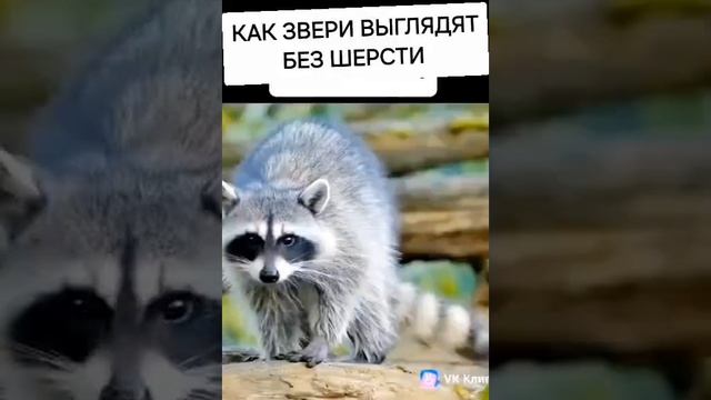 Ужас! Как выглядят звери без шерсти!