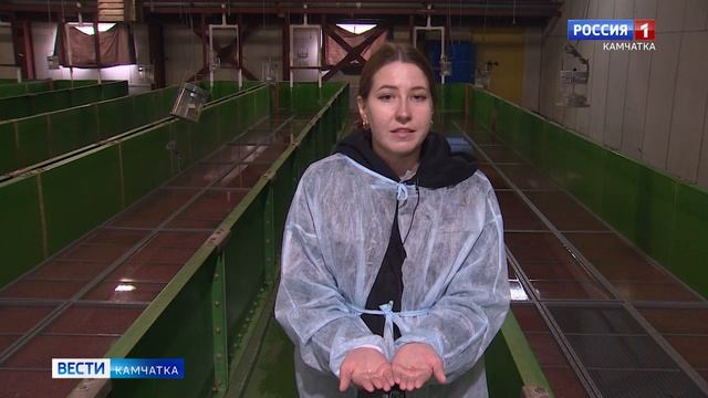 ВГТРК посетила Паратунский завод Северо-Восточного филиала Главрыбвод