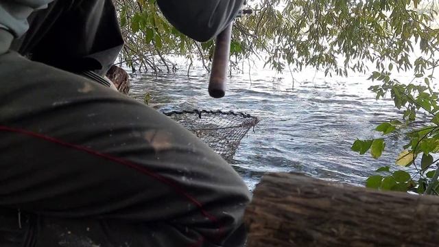 Рекордная РЫБА сезона. Карповая рыбалка. ТРОФЕЙ