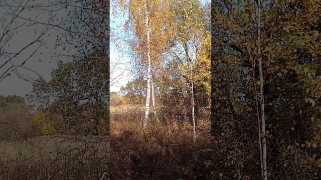 Живая природа, осень #природа
