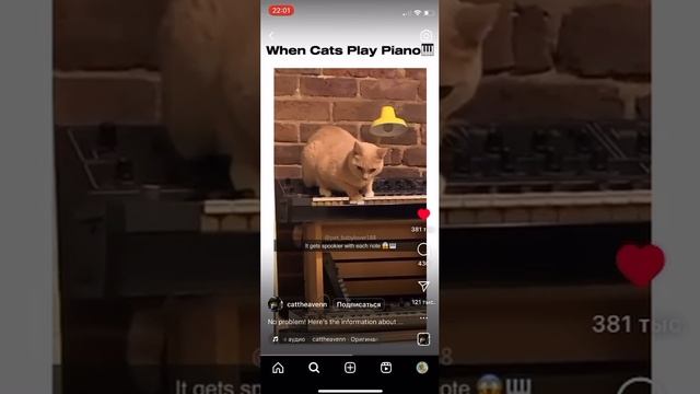 котики (つㅅ･`)･ᵇʸᵉ