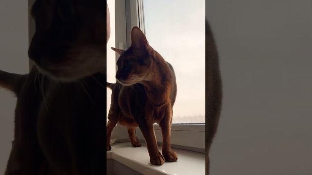 Остин сейчас будет ёлочку наряжать ✨ #cat #austin #smart #love #dreams #sport