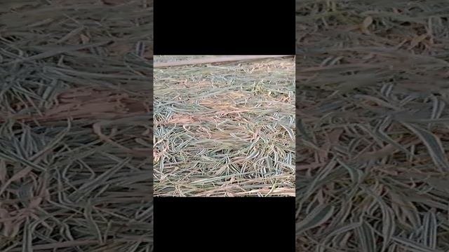 1000007244.mp4как я укрываю чеснок на зиму