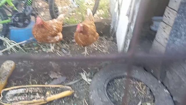 влог у бабушки 🐦