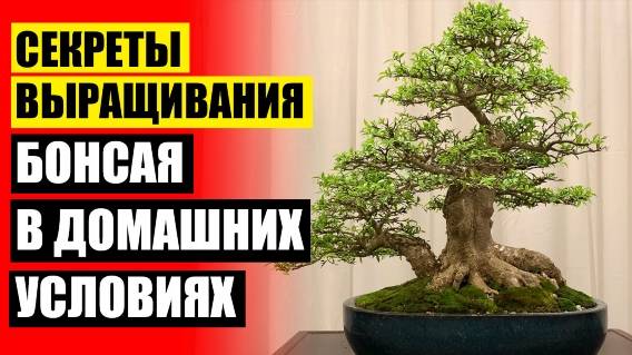 Как вырастить магнолию из черенка в домашних условиях 💣 Глициния бонсай купить в москве 🔵