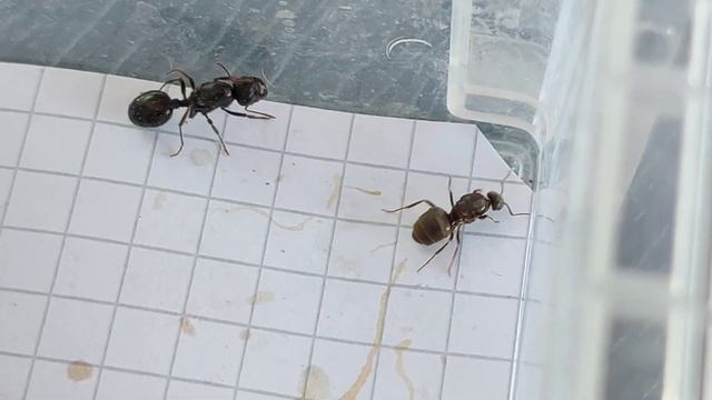 Messor muticus (Russia) vs Lasius niger (Spain) 29.07.2023