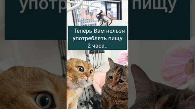 Котики которые в тренде. #смешныеистории #юмор #смешныекотики #мемы