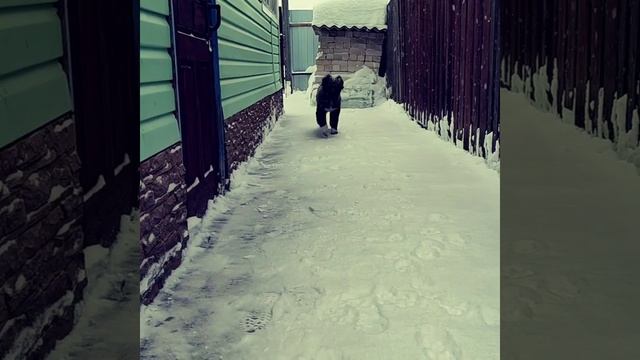 КАВКАЗСКИЙ ВОЛКОДАВ, МАЛЕНЬКАЯ ДЖИНА , ВИДЕО ИЗ АРХИВА