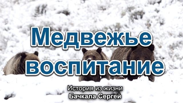 Медвежье воспитание. Бачкала Сергей. Истории из жизни. МСЦ ЕХБ