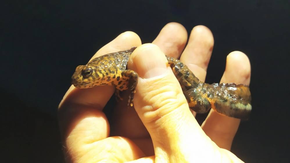 Находка редких краснокнижных тритонов в Новороссийске/The finding of rare newts in Novorossiysk.