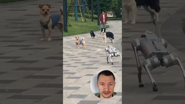 Теперь в Корее собаки выгуливают своих хозяев / Робособаки наступают #ии #роботы  #новостиии #юмор