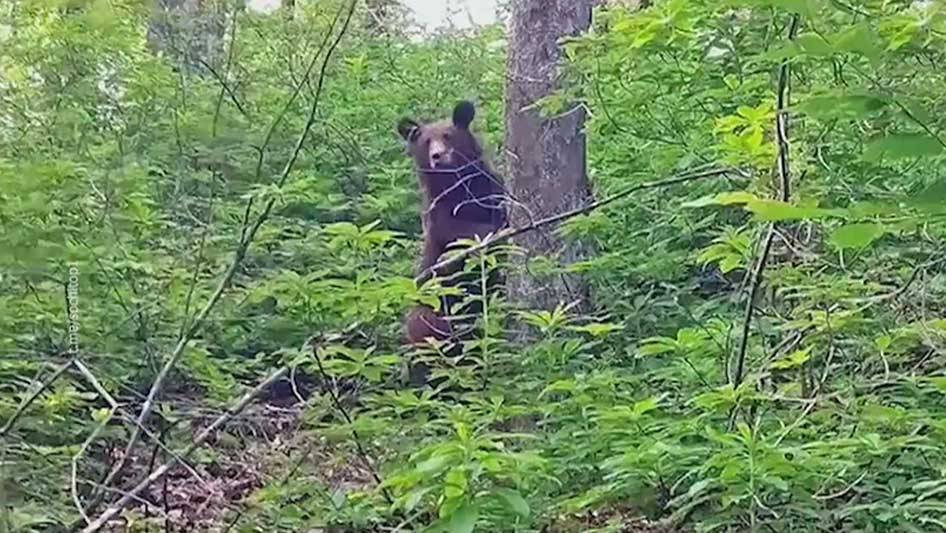 Сочинцы и туристы стали чаще встречать медведей