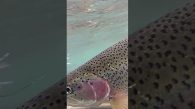 Рыба села на крючок с мушкой!