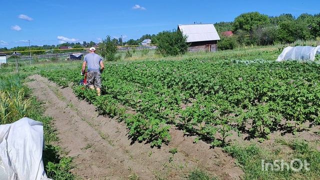 Второе окучивание картошки мотоблоком Агат.