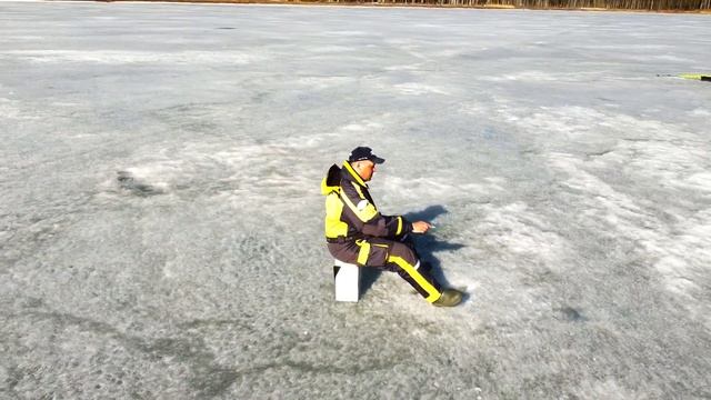 ЗЛАТОБОКИЕ КРАСАВЦЫ НЕ ПРОПУСКАЮТ ЧЁРТИКА.