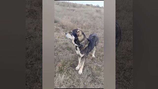 КАВКАЗСКИЙ ВОЛКОДАВ ТАРЗАН В МАХАЧКАЛЕ,  С МОЕГО ДВОРА , ВИДЕО ИЗ АРХИВА