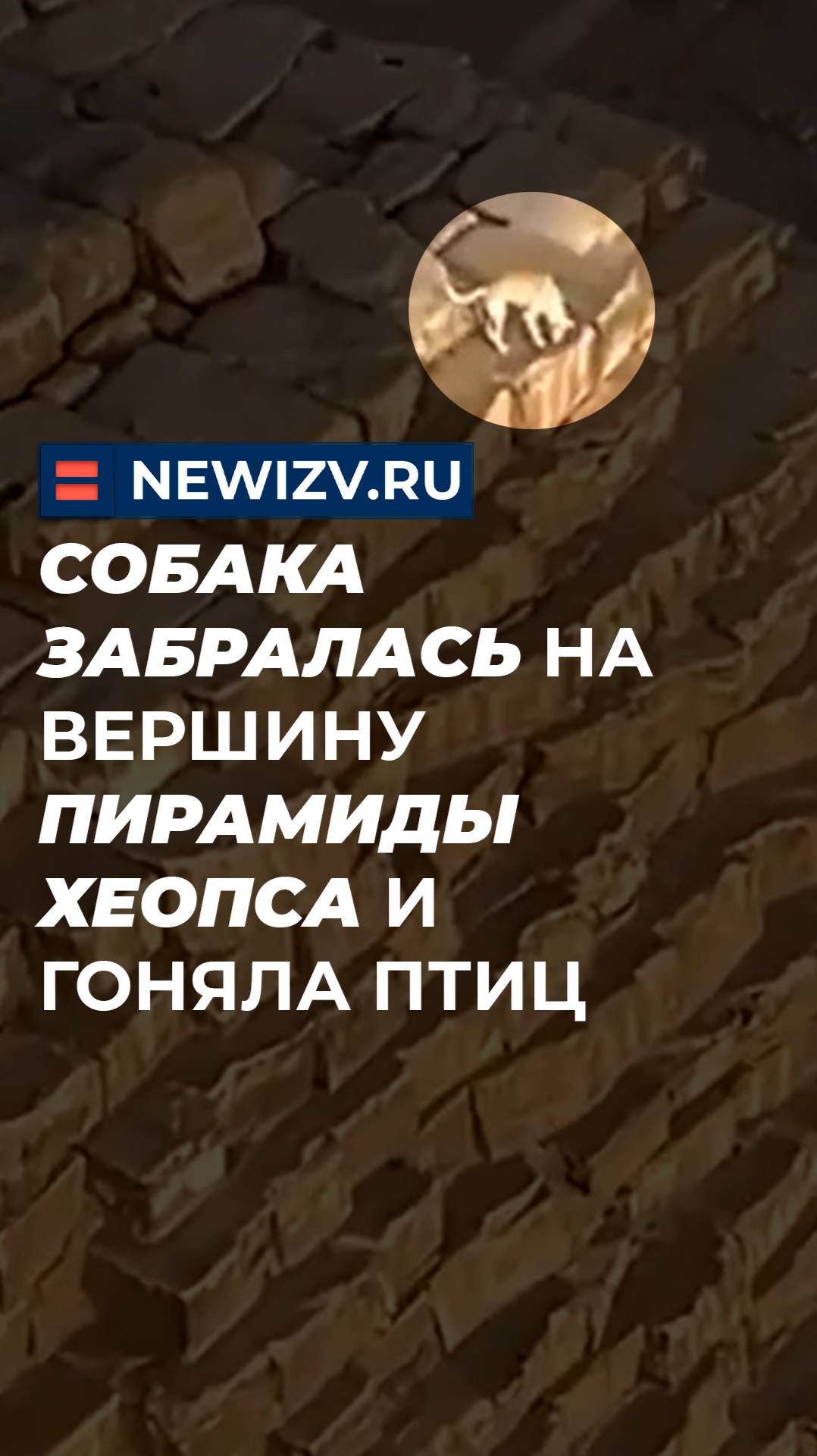 Собака забралась на вершину пирамиды Хеопса и гоняла птиц