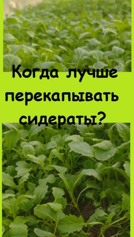 Когда лучше перекопать подросшие в теплице сидераты - весной или осенью?