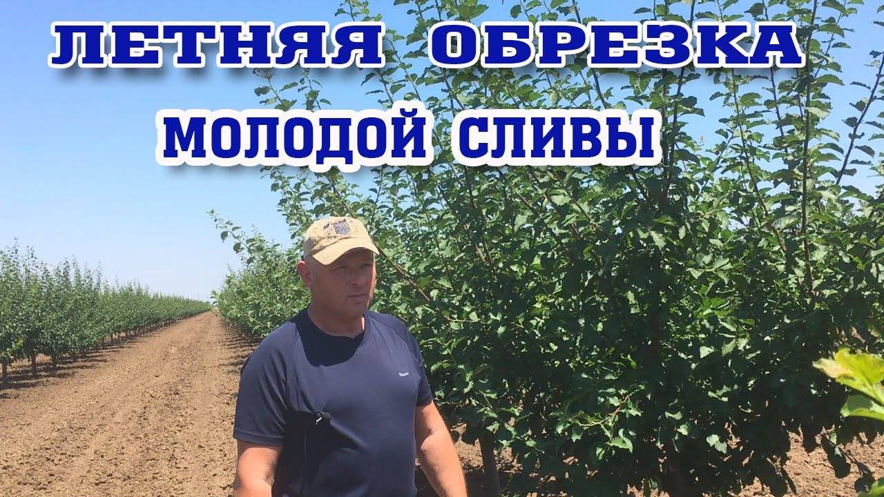 ЛЕТНЯЯ ОБРЕЗКА молодой СЛИВЫ