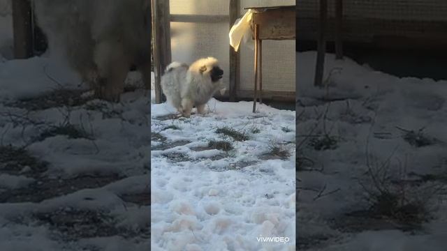 Щенки кеесхонда. Алмазный источник.
