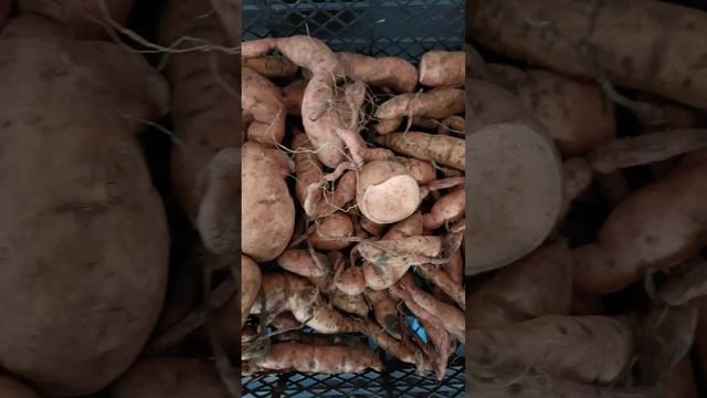 садить или не садить батат в сибири