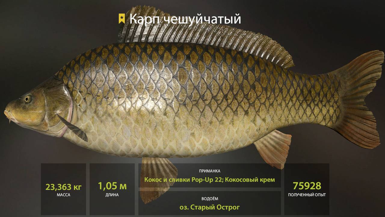 Трофей из засады) Карп чешуйчатый