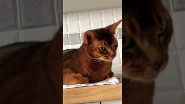 Абиссинец отдыхает  #austin #cat #abyssiniancat #love #waitforit