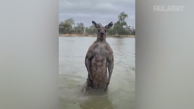 Забавности с животными - Animal Encounters But They Get Crazier! 🐴