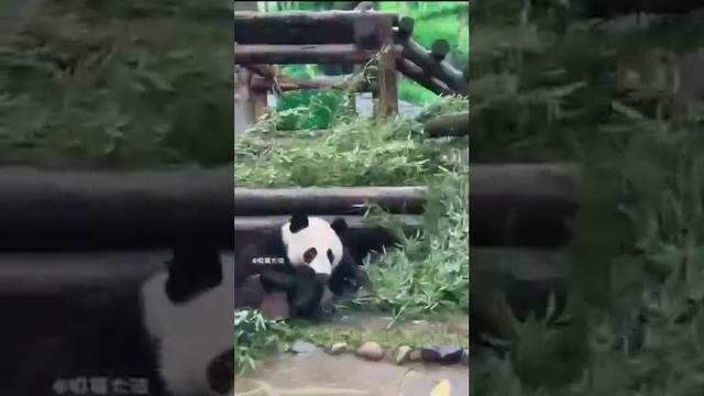 🐼Панда Катюша из Московского зоопарка пыталась эффектно выйти к посетителям, но по дороге упала🐼