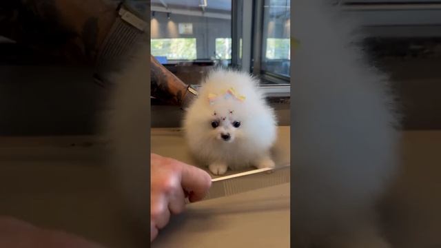 чем отличаются дикие животные от домашних