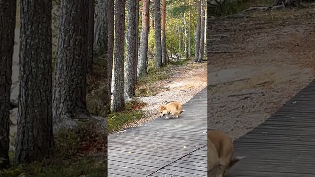 Маленькие лапки, большое сердце ♥️