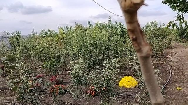 купила саженцы и посадила, осень 2024.