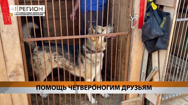 «МУНИЦИПАЛЬНЫЙ ПРИЮТ ДЛЯ СОБАК» В ПЕТРОПАВЛОВСКЕ НУЖДАЕТСЯ В ПОМОЩИ • НОВОСТИ КАМЧАТКИ