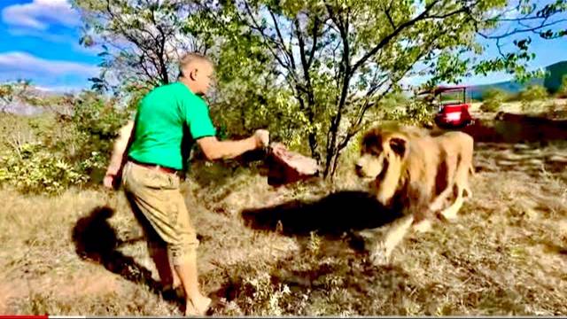 Вот это львиное Ррр… за спиной не спроста, Олег Зубков раздает еще мясо, тому, кто хочет добавочки)