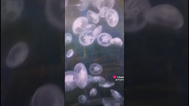 Океанариум в Астане