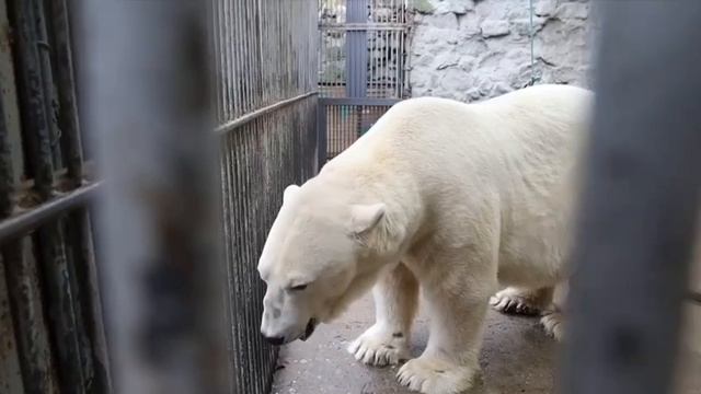 🐻❄️Белый медведь Терпей уже отдохнул с дороги и получил свою порцию мяса🥩