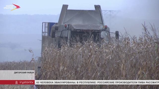 С середины сентября в Северной Осетии начался сбор кукурузы