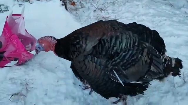 Добрая ферма. Кормим лошадей и фотографируемся с котиком и индюком 😺🦃