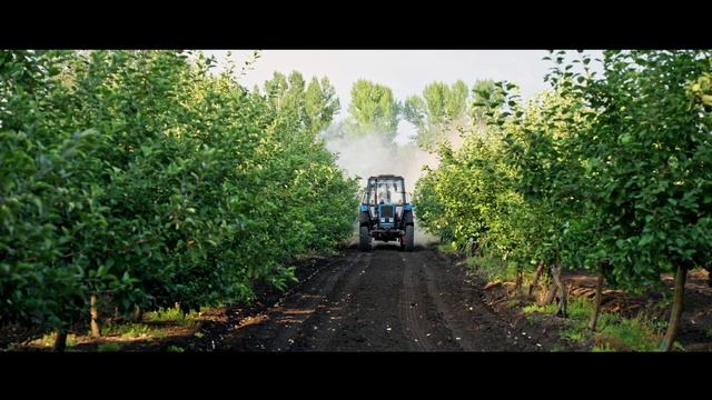 Опыт применения препаратов ГК "Шанс" 2024. Самарская область, Яблоня