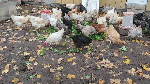 Зелëное лакомство для курочек 🐔 Гуси на релаксе + ответ на комментарий и своë видение 💬 🤔