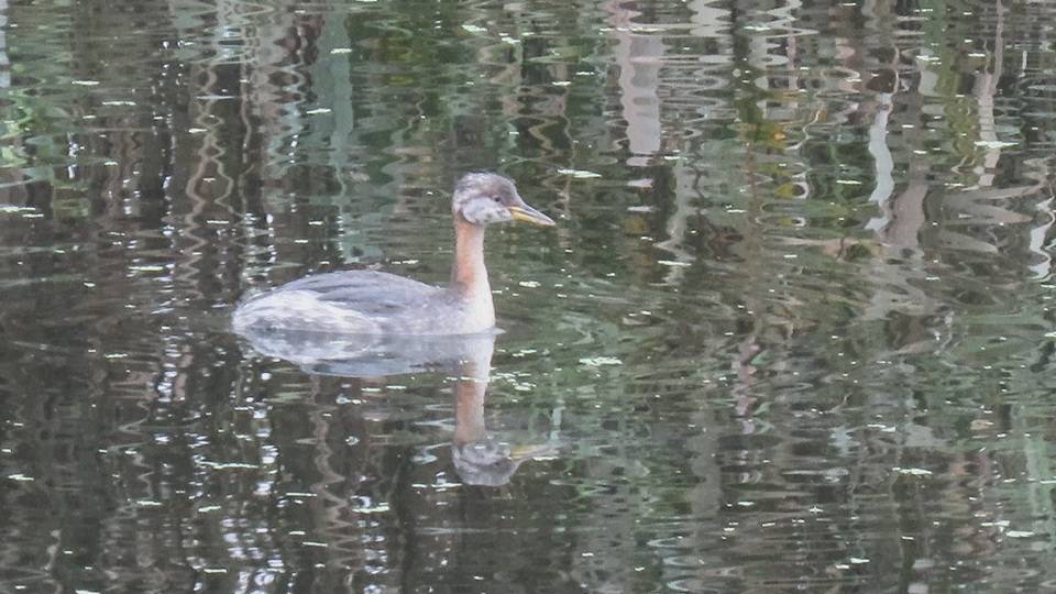 Серощекая поганка (Podiceps grisegena)