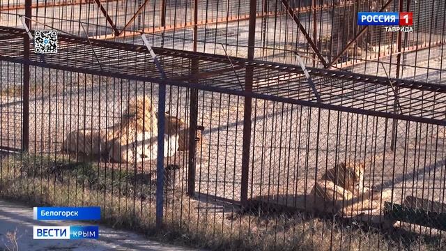 Львы напали на сотрудницу крымского сафари-парка: что известно о трагедии